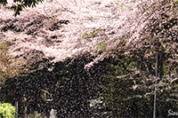 嵐山高雄パークウエイ入り口前の桜