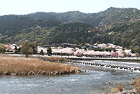 京都嵐山の渡月橋下流側からの桜の眺め