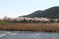 京都嵐山の渡月橋下流側からの桜の眺め