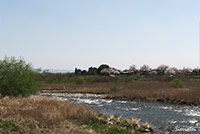 京都嵐山の渡月橋下流側からの桜の眺め
