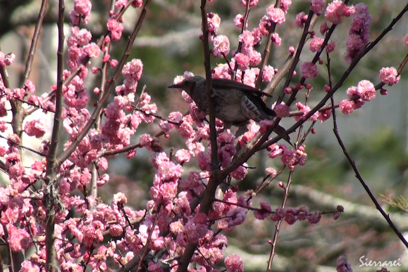 梅の花の蜜を吸いにきたヒヨドリ Brown Eared Bulbul 野鳥 摂津峡 大阪北摂 高槻市 撮影は4月上旬 Sierrarei シエラレイ