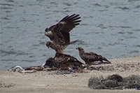 トビ（大阪北摂　摂津峡）
