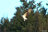 ミサゴ（大阪北摂　摂津峡）