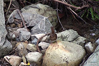 ミソサザイ(撮影:大阪北摂)