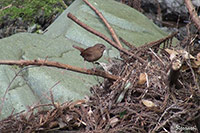 ミソサザイ(撮影:大阪北摂)