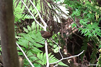 ミソサザイ(撮影:大阪北摂)