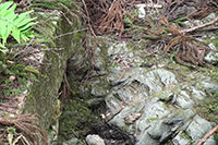 ミソサザイ(撮影:大阪北摂)