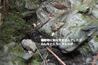 ミソサザイ(撮影:大阪北摂)