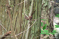 ミソサザイ(撮影:大阪北摂)