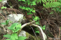 ミソサザイ(撮影:大阪北摂)