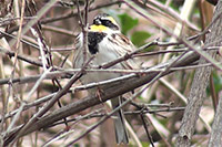 ミヤマホオジロ（大阪北摂　摂津峡　高槻市）