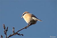 モズ（大阪北摂　摂津峡）