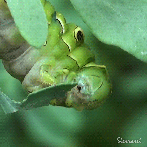 ナミアゲハの幼虫