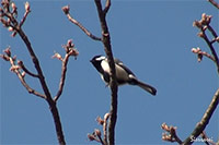 シジュウカラ(大阪北摂 摂津峡)