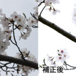 暗く写っている桜の写真を綺麗に調整する