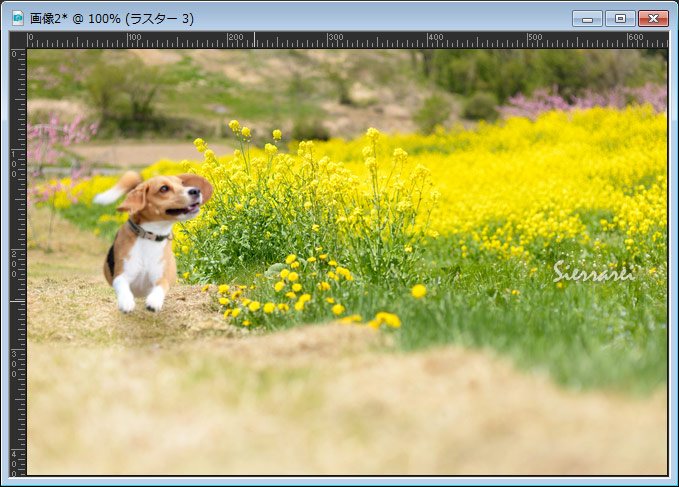 菜の花畑と走っている犬の画像を合成してみる