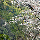 大阪北摂の桜