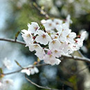 大阪北摂の桜