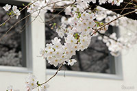 京都河原町　鴨川沿い桜