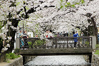 京都河原町　鴨川沿い桜