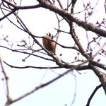 桜の木の上でさえずる「ホオジロ」｜野鳥｜摂津峡（大阪北摂・高槻市）