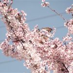 桜の花を食べに来たスズメ＆ニュウナイスズメ｜野鳥｜摂津峡（大阪北摂　高槻市）
