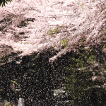 桜散る景色：京都－嵐山・高雄パークウェイ入り口手前の桜
