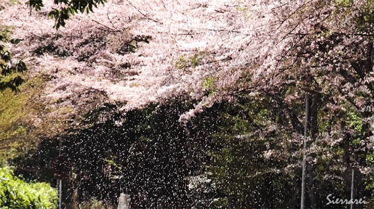 京都：嵐山高雄パークウエイ入口前の桜