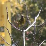 カワラヒワ（Oriental Greenfinch）の毛づくろいの様子（鳴き声あり）｜野鳥｜摂津峡（大阪北摂　高槻市）（撮影は4月上旬）