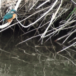 カワセミ（Common Kingfisher）：体を綺麗にするため何度も水に飛び込みします。｜野鳥｜摂津峡（大阪北摂　高槻市）