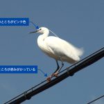 電線に止まる婚姻色が現れているコサギ（Little egret）｜野鳥｜摂津峡（大阪北摂　高槻市）（4月上旬撮影）