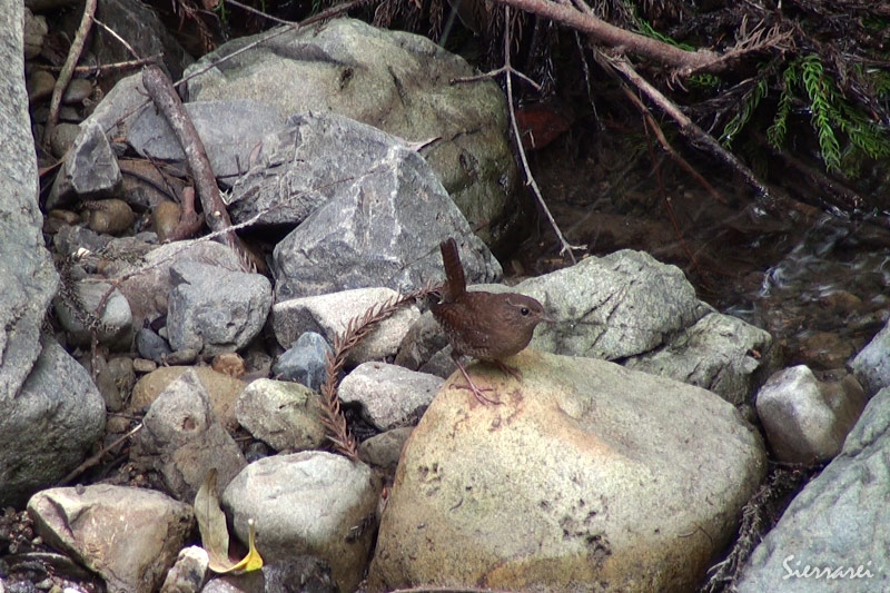 ミソサザイ｜野鳥｜大阪北摂