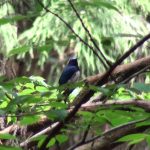 オオルリ（Blue-and-White Flycatcher）：低めの木に飛んできてくれました｜野鳥｜大阪北摂