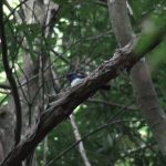オオルリ（Blue-and-White Flycatcher）　鳴き声｜野鳥｜摂津峡（大阪北摂　高槻市）