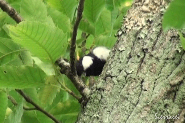 シジュウカラがイモムシを捕まえて食べる