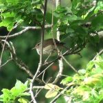 うぐいす（Japanese Bush Warbler）の鳴き声（普通のものと谷渡り）｜野鳥｜摂津峡（大阪北摂　高槻市）