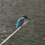 カワセミ（Common Kingfisher）：エサを取るために何度も川にジャンプ｜野鳥｜摂津峡(大阪北摂　高槻市） （2月下旬撮影）
