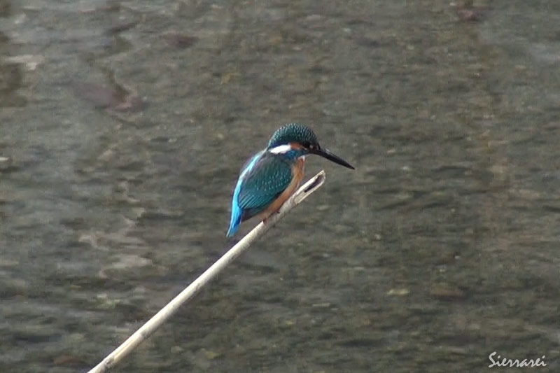 カワセミ（Common Kingfisher）：エサを取るために何度も川にジャンプ｜野鳥｜摂津峡(大阪北摂　高槻市）