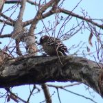 コゲラ（Japanese Pygmy Woodpecker）：木をつつく音がよく聞こえてきます。｜野鳥｜摂津峡(大阪北摂　高槻市）（3月上旬撮影）