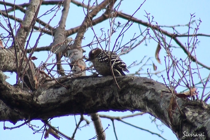 コゲラ（Japanese Pygmy Woodpecker）：木をつつく音がよく聞こえてきます。｜野鳥｜摂津峡(大阪北摂　高槻市）
