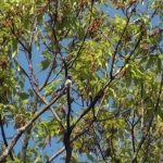 川の対岸の木の上で鳴くオオルリ（Blue-and-White Flycatcher）｜野鳥｜摂津峡（大阪　北摂）00724（4月下旬撮影）
