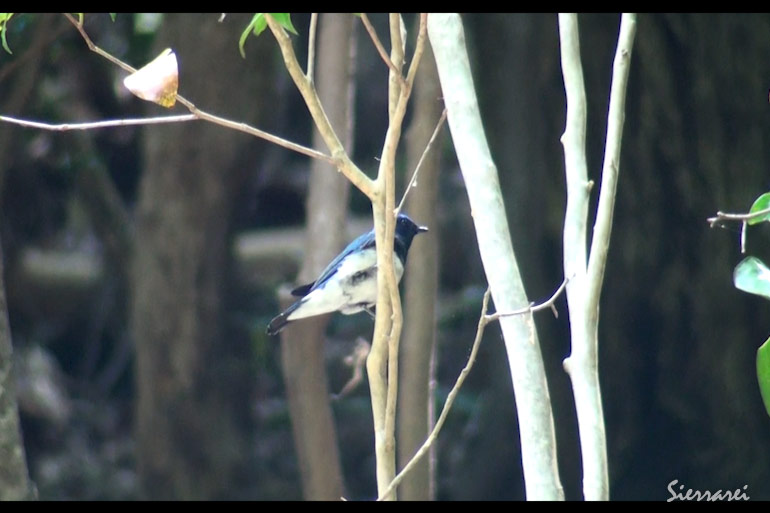 オオルリ（Blue-and-White Flycatcher）鳴き声｜野鳥｜大阪北摂00048-50（5月下旬撮影）