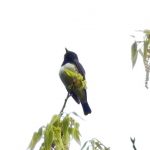 川の対岸の木の上にいたオオルリ（Blue-and-White Flycatcher）鳴き声あり｜野鳥｜摂津峡（大阪北摂　高槻市）（4月下旬撮影）