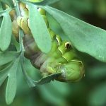 ヘンルーダ（ルー）の葉を食べるナミアゲハの幼虫。この食べっぷりは見てみて気持ちいい