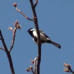 桜の木の上で鳴いているシジュウカラ（Japanese Tit）｜野鳥｜摂津峡（大阪北摂　高槻市）（3月中旬撮影）