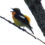 キビタキ(Narcissus Flycatcher)｜野鳥　摂津峡｜大阪北摂 0053