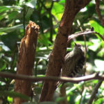 枯れ木をつつくコゲラ（Japanese Pygmy Woodpecker）。鳴き声あり。｜野鳥｜摂津峡（大阪北摂　高槻市）（2017年3月中旬撮影）