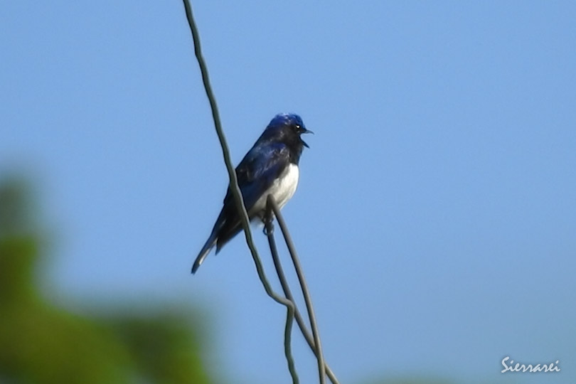 オオルリ（Blue-and-White Flycatcher）｜摂津峡　野鳥｜大阪北摂　0053